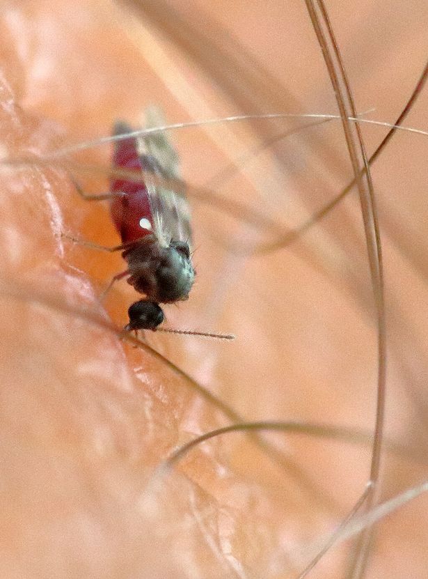 Biting Midge on leg