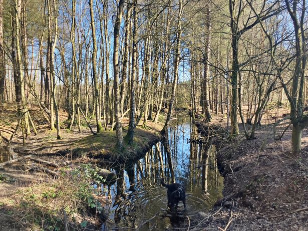 Delamere Forest in Cheshire