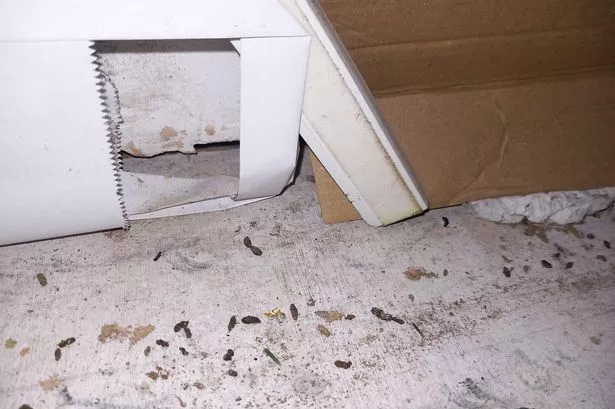 Mouse droppings at Dessert Lounge in Stockport