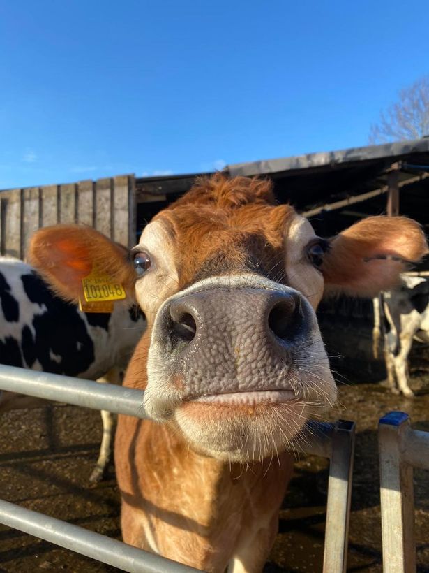 Visitors can watch the cows being milked 