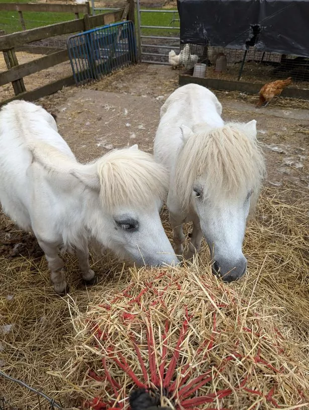 It's home to a wide variety of animals