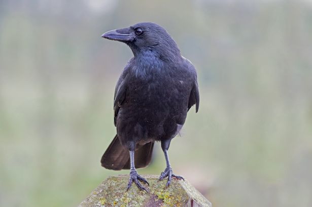 Crows have carried out a number of attacks lately and an expert warned this time of year is especially dangerous