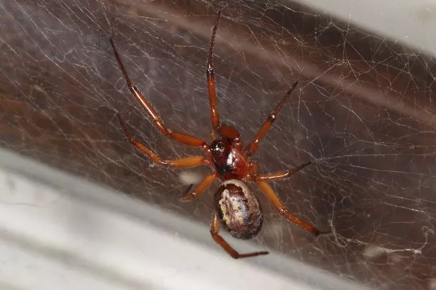 False widow spiders can deliver a painful bite