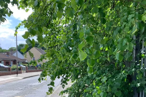 Overhanging trees are causing chaos in Croxteth