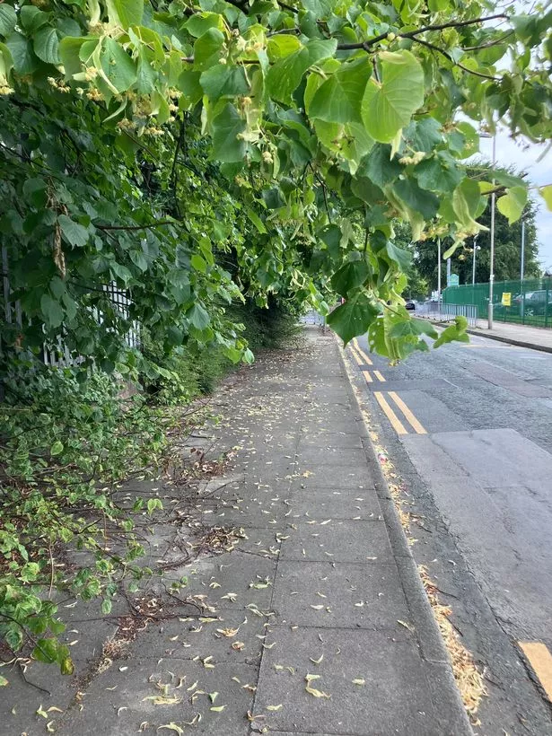 Overhanging trees are causing chaos in Croxteth