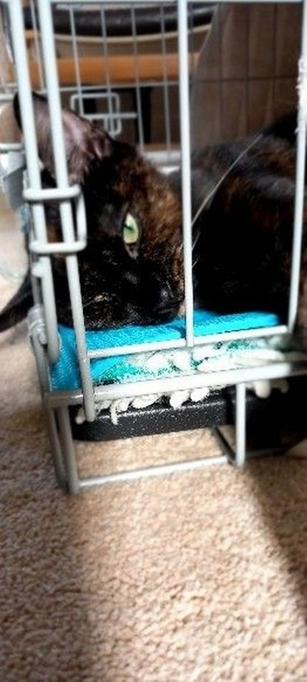 Luna received life-saving treatment