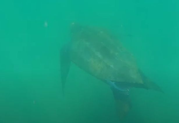 Grant Sinclair has shared incredible footage of swimming with a leatherback turtle in Seaton Bay, Devon