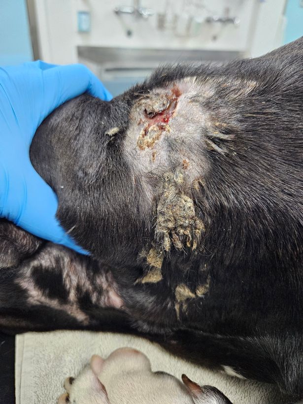 Boxer-type dog, Kane, was found to have a large infected wound covering his neck and cheek believed to have been caused after Kane was in a fight with his owner's other dog Able 