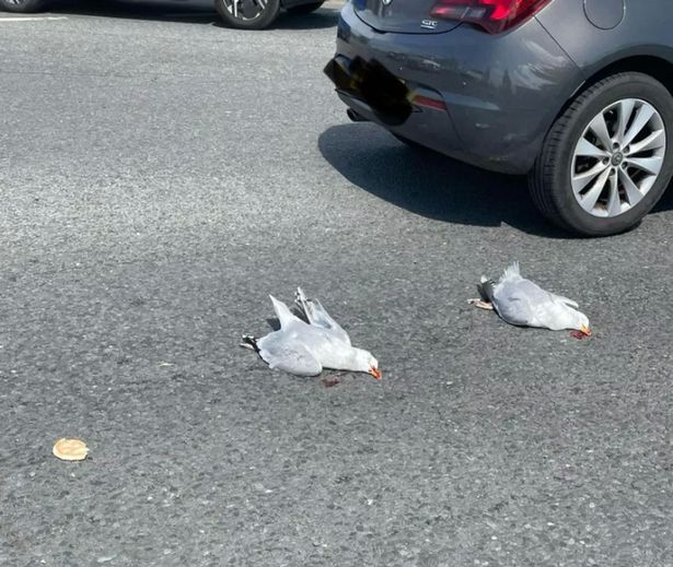 Two gulls lie dead next to food that was accidentally or deliberately dropped on the road