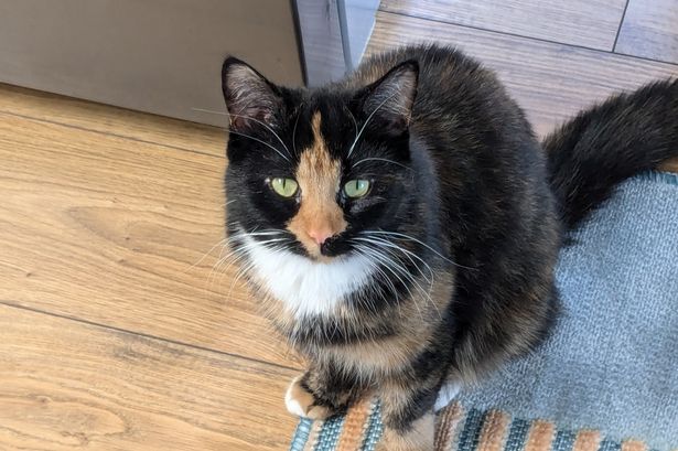 Molly the cat