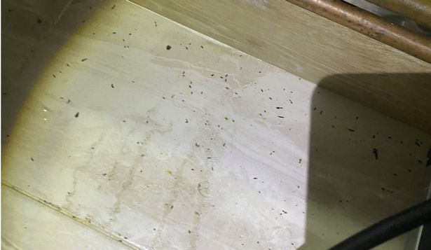 Mouse droppings found by Wirral Council environmental health officers in April at the Indian Hive in Wallasey.