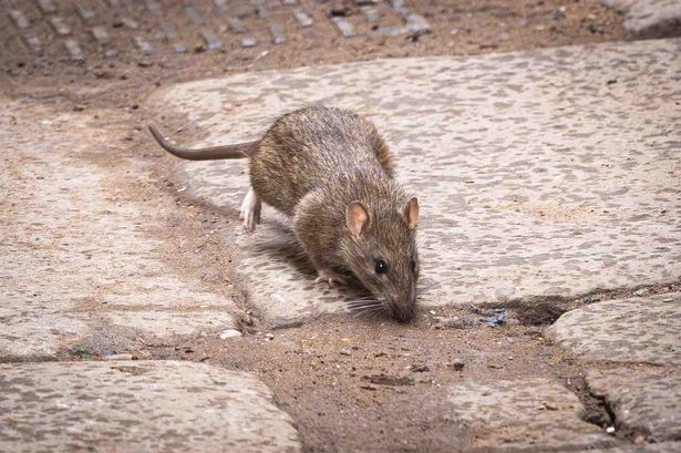 A rat in Birmingham city centre (picture taken in 2023)