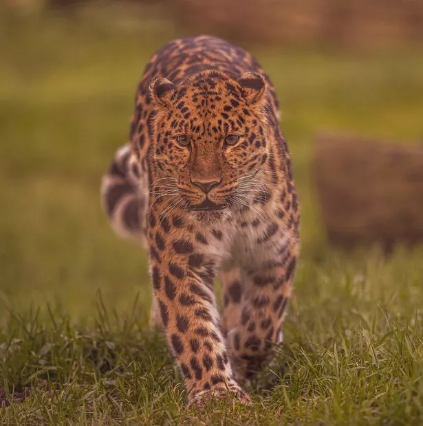 leopard 