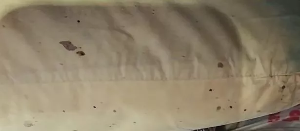 Bed bugs pictured inside the property