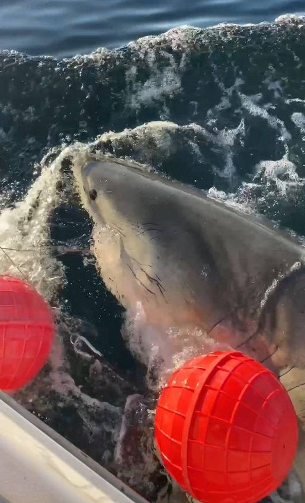 shark