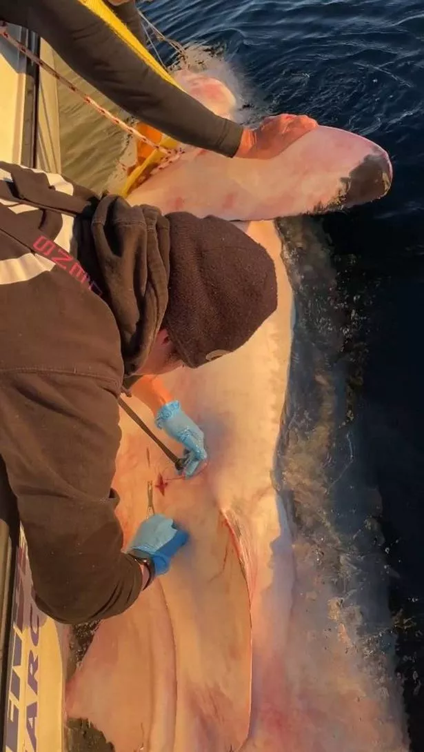 shark
