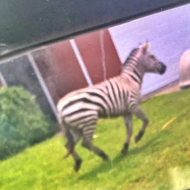 The zebra pictured going through a garden