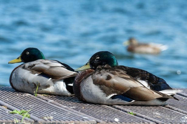 Two ducks