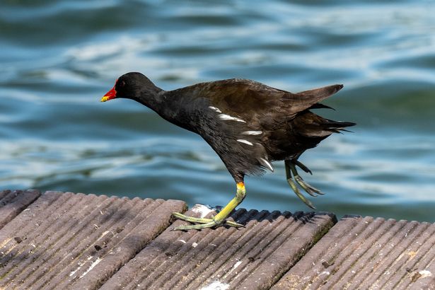 a bird running