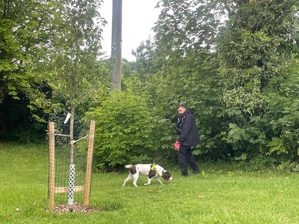 Sniffer dog searching the area