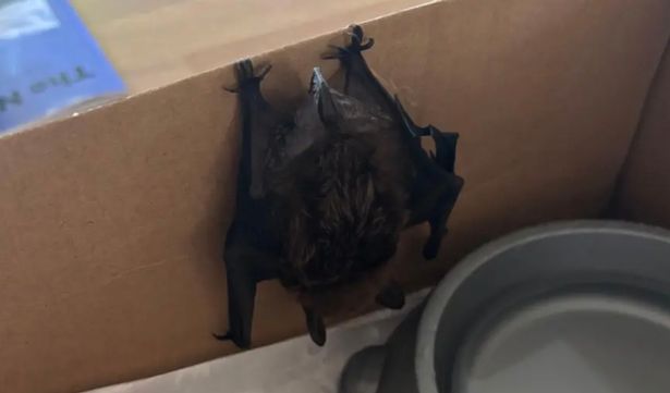 The creature was found carrying a rare form of rabies 