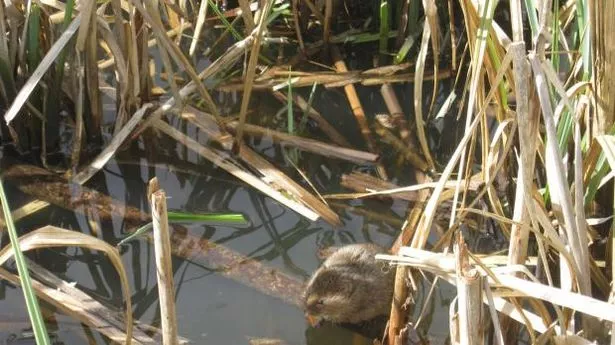 A water vole eating 