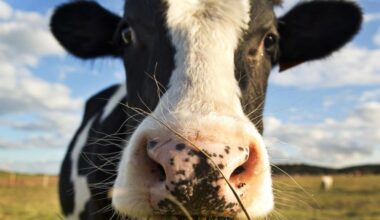 Bluetongue control measures in Wales – The Pembrokeshire Herald