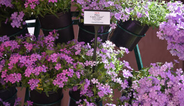 Genetics worth bringing North - Greenhouse CanadaGreenhouse Canada