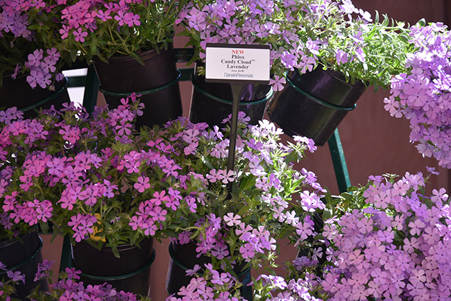 Genetics worth bringing North - Greenhouse CanadaGreenhouse Canada
