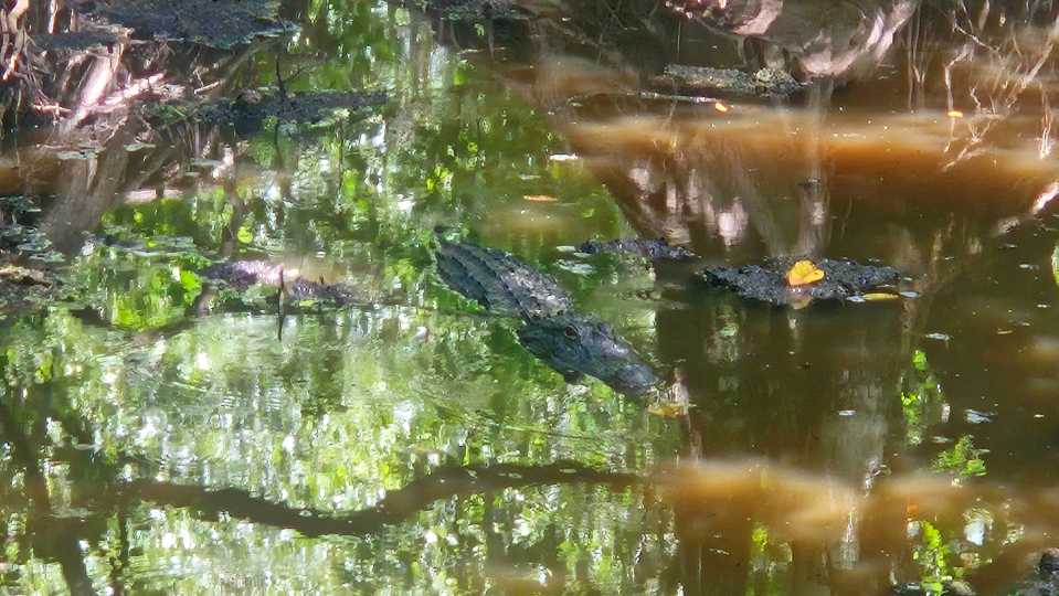 Alligator in swamp water.