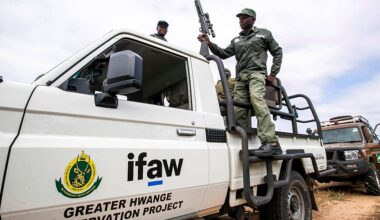 Zimbabwe to cull 50 elephants, distribute meat to locals