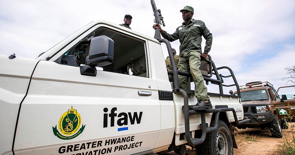 Zimbabwe to cull 50 elephants, distribute meat to locals