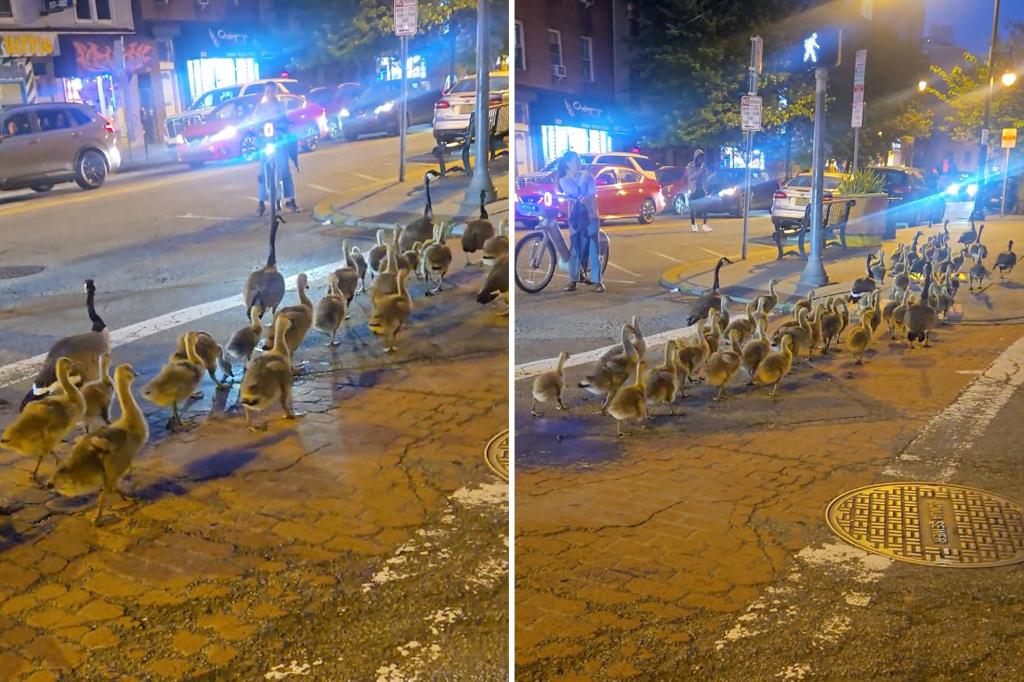 People flocking to gander at captivating Jersey City geese gang