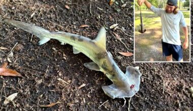 Hammerhead shark falls out of sky on South Carolina disc golfers