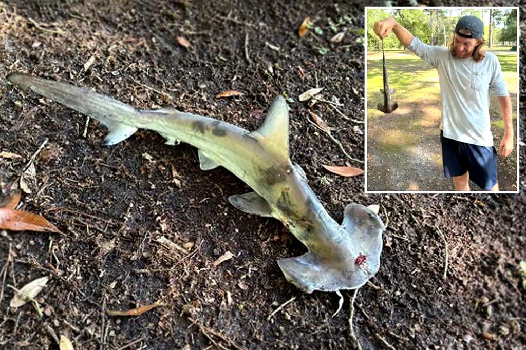 Hammerhead shark falls out of sky on South Carolina disc golfers