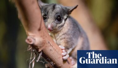 This elusive possum was thought to be extinct outside Victoria. Now ecologists have made an ‘amazing’ discovery | New South Wales