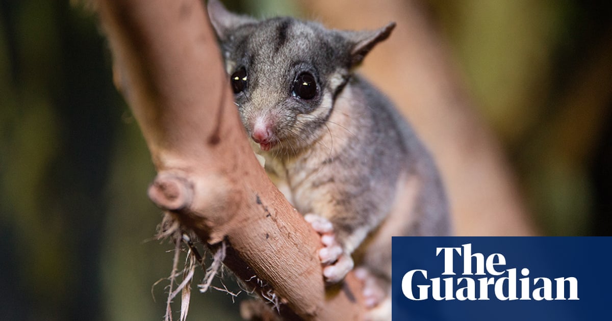 This elusive possum was thought to be extinct outside Victoria. Now ecologists have made an ‘amazing’ discovery | New South Wales