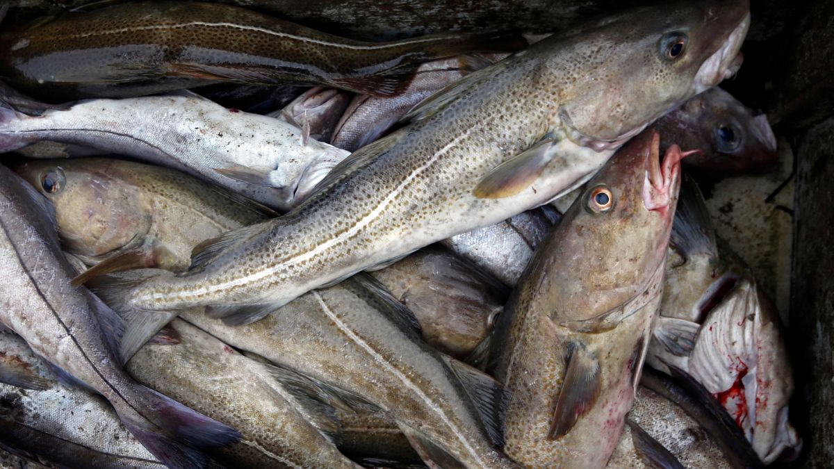 Environmental lawyers ‘heartened’ by another EU Court ruling backing bans on bottom trawling