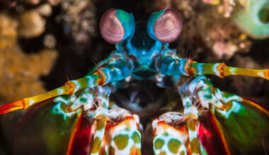 ​Top 5 loudest marine animals​