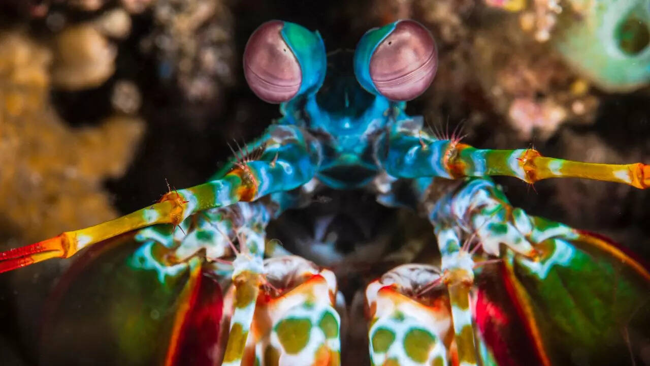 ​Top 5 loudest marine animals​