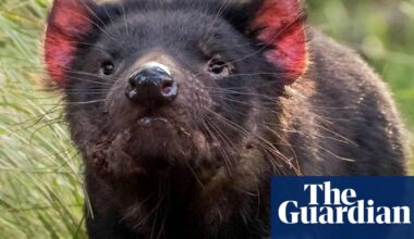‘Really amazing’: joy as 10 Tasmanian devil joeys emerge from Australia’s biggest mainland breeding program | Tasmanian devils