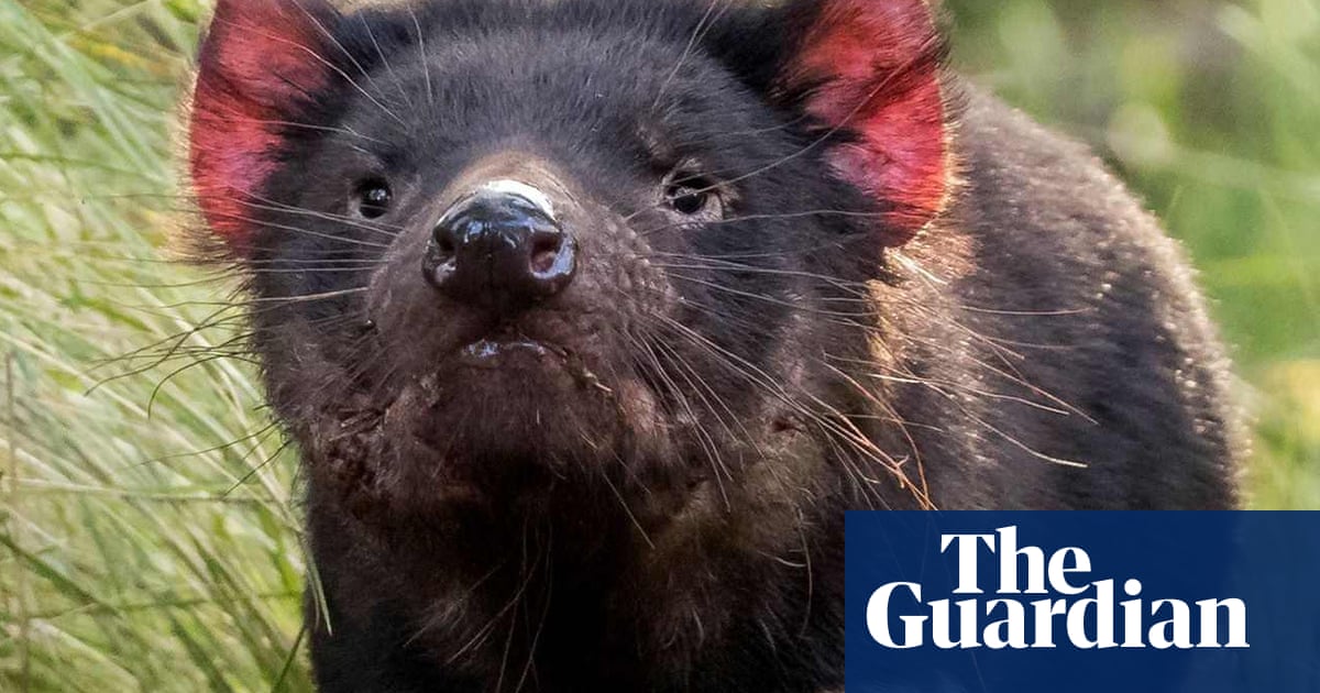 ‘Really amazing’: joy as 10 Tasmanian devil joeys emerge from Australia’s biggest mainland breeding program | Tasmanian devils