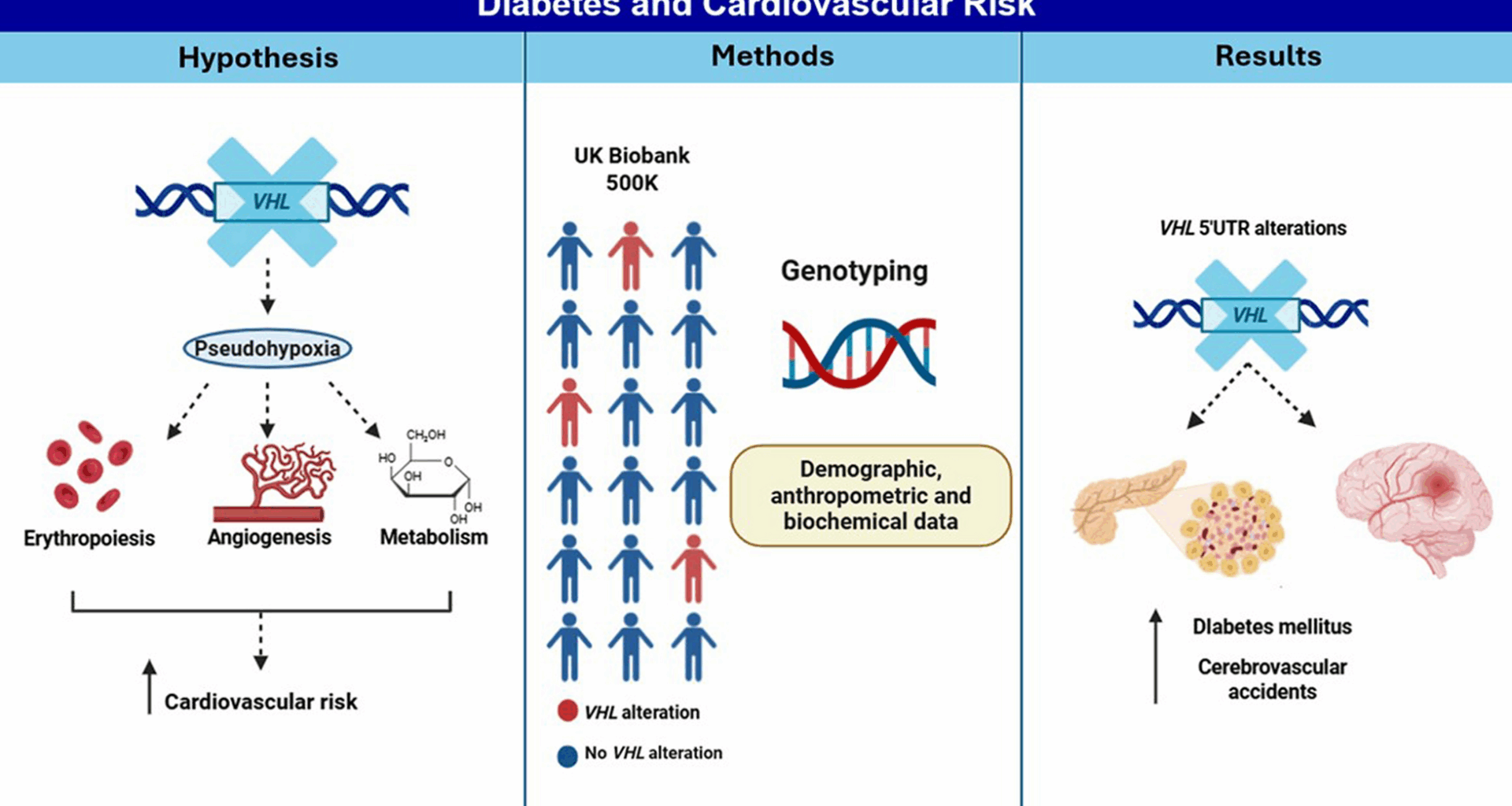 Pseudohypoxia caused by germline genetic alterations in the VHL gene is associated with increased diabetes and cardiovascular risk: a UK biobank study | Cardiovascular Diabetology