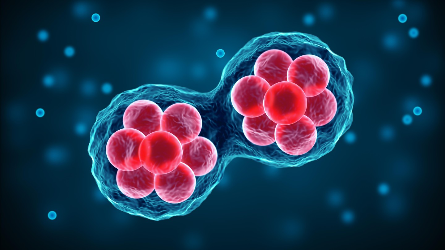 New Genes, Old Job: Cell Cycle Evolves