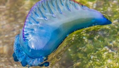 Mallorca holiday alert: The world’s most dangerous jellyfish washes up in the Balearics: Portuguese man-of-war spotted