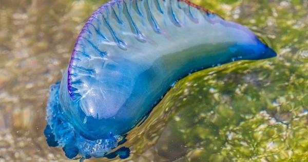 Mallorca holiday alert: The world’s most dangerous jellyfish washes up in the Balearics: Portuguese man-of-war spotted
