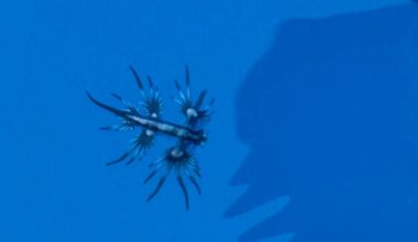 An extraordinary sighting of the “blue dragon” in the Mediterranean.