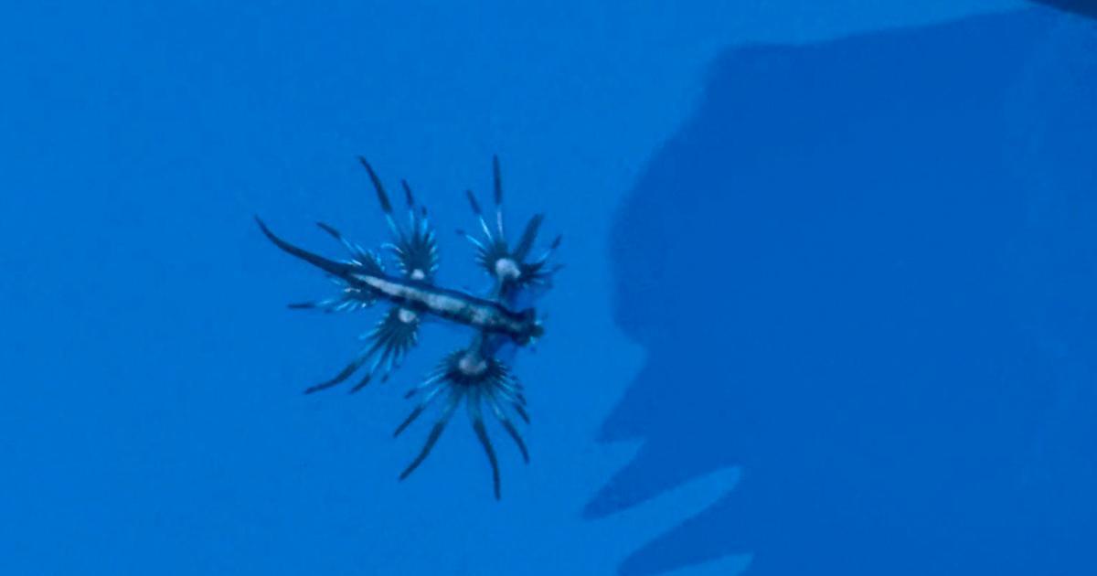 An extraordinary sighting of the “blue dragon” in the Mediterranean.