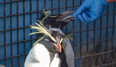 Oldest rockhopper in town - The Edinburgh Reporter