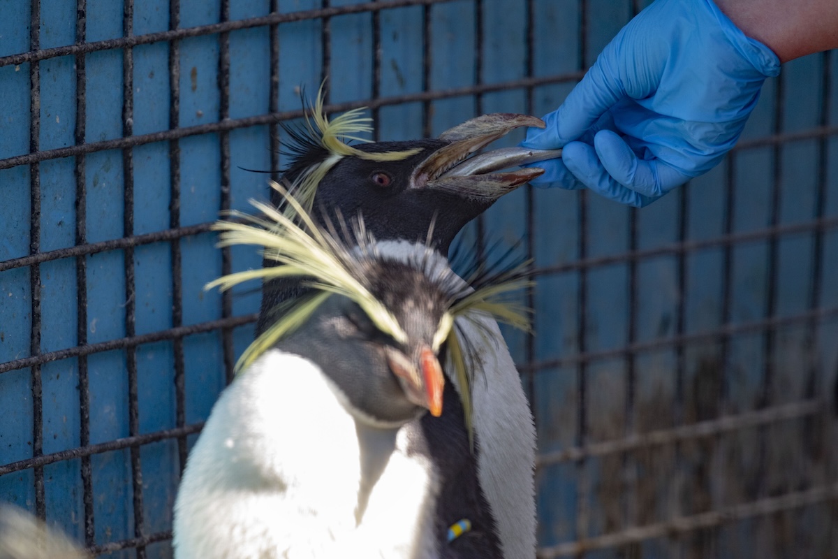 Oldest rockhopper in town - The Edinburgh Reporter
